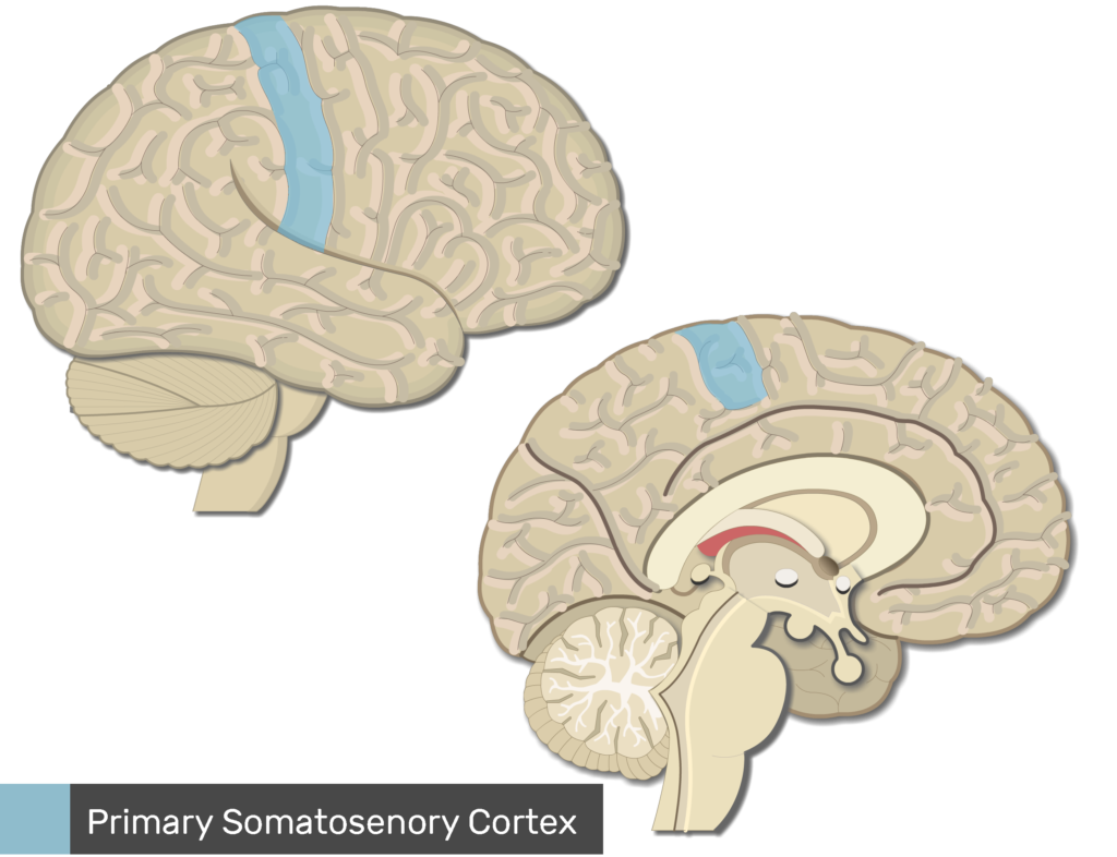 Primary somatosensory cortex: location and function