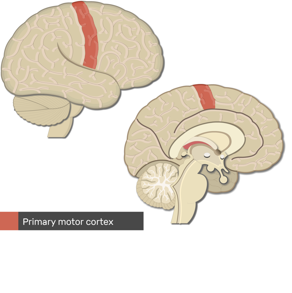Structure and Function of the Motor Cortex Areas