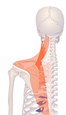 Levator Scapulae Muscle: attachments and action | GetBodySmart