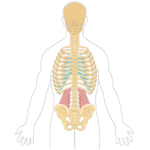 Featured image of the quadratus lumborum muscle