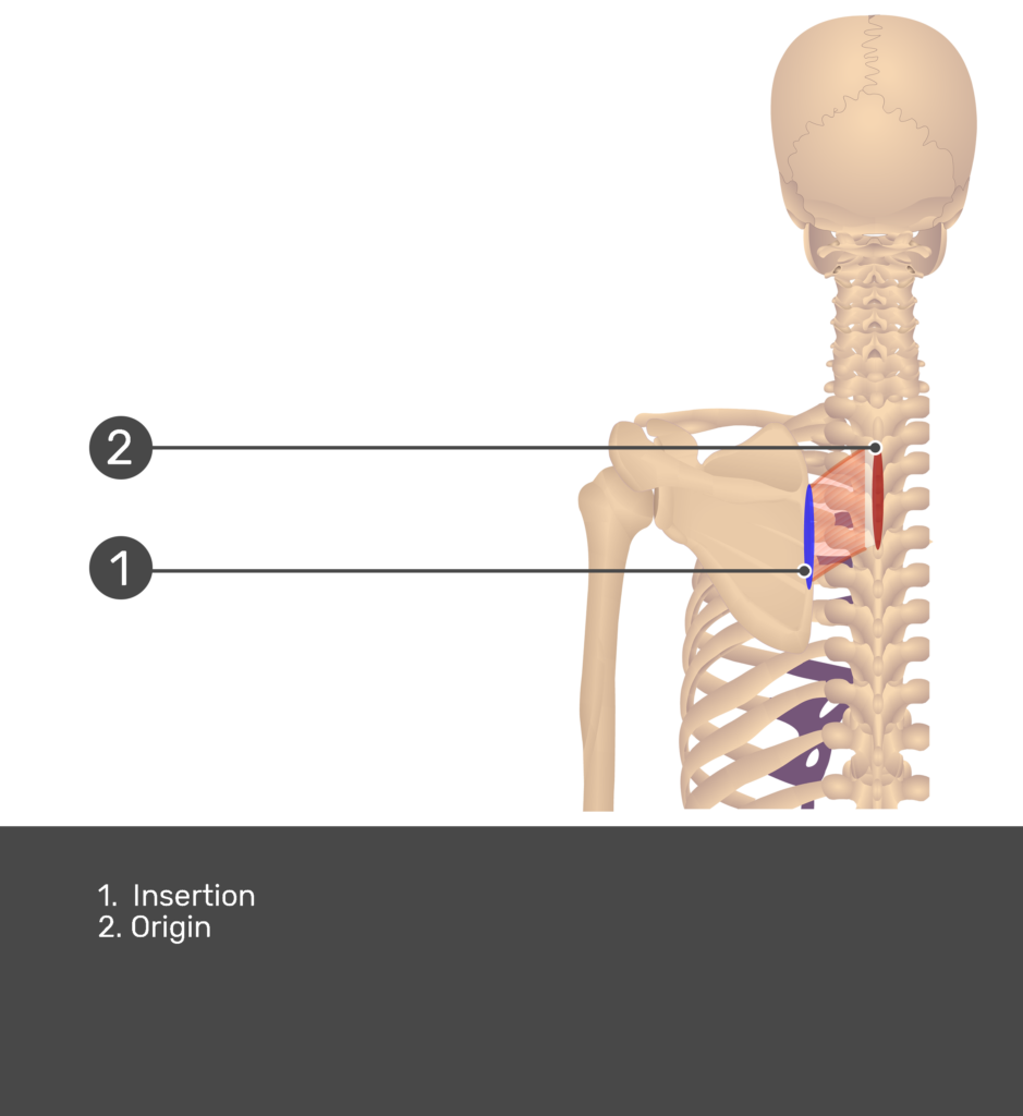 Posterior view labeled: Origin and Insertion