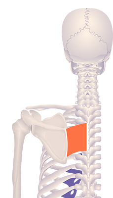First image in animation of an elevated scapula