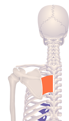 Third image in animation of an elevated scapula