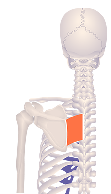 Third image in animation of a retracted scapula
