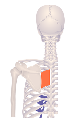 Fourth image in animation of a retracted scapula