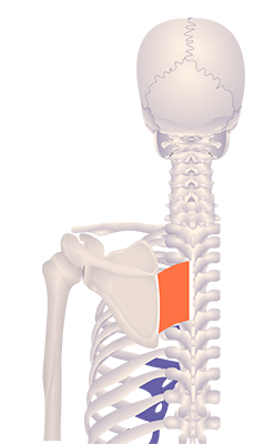 Fifth image in animation of a retracted scapula