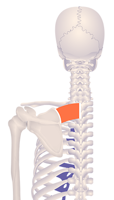Third image in animation of an elevated scapula
