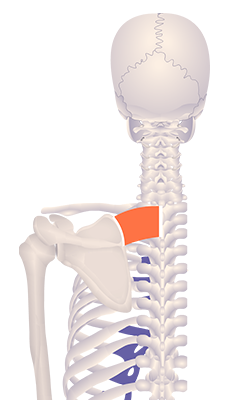 Fifth image in animation of an elevated scapula