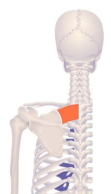 Third image in animation of an elevated scapula