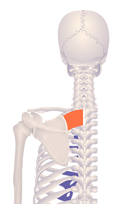 Fifth image in animation of an elevated scapula