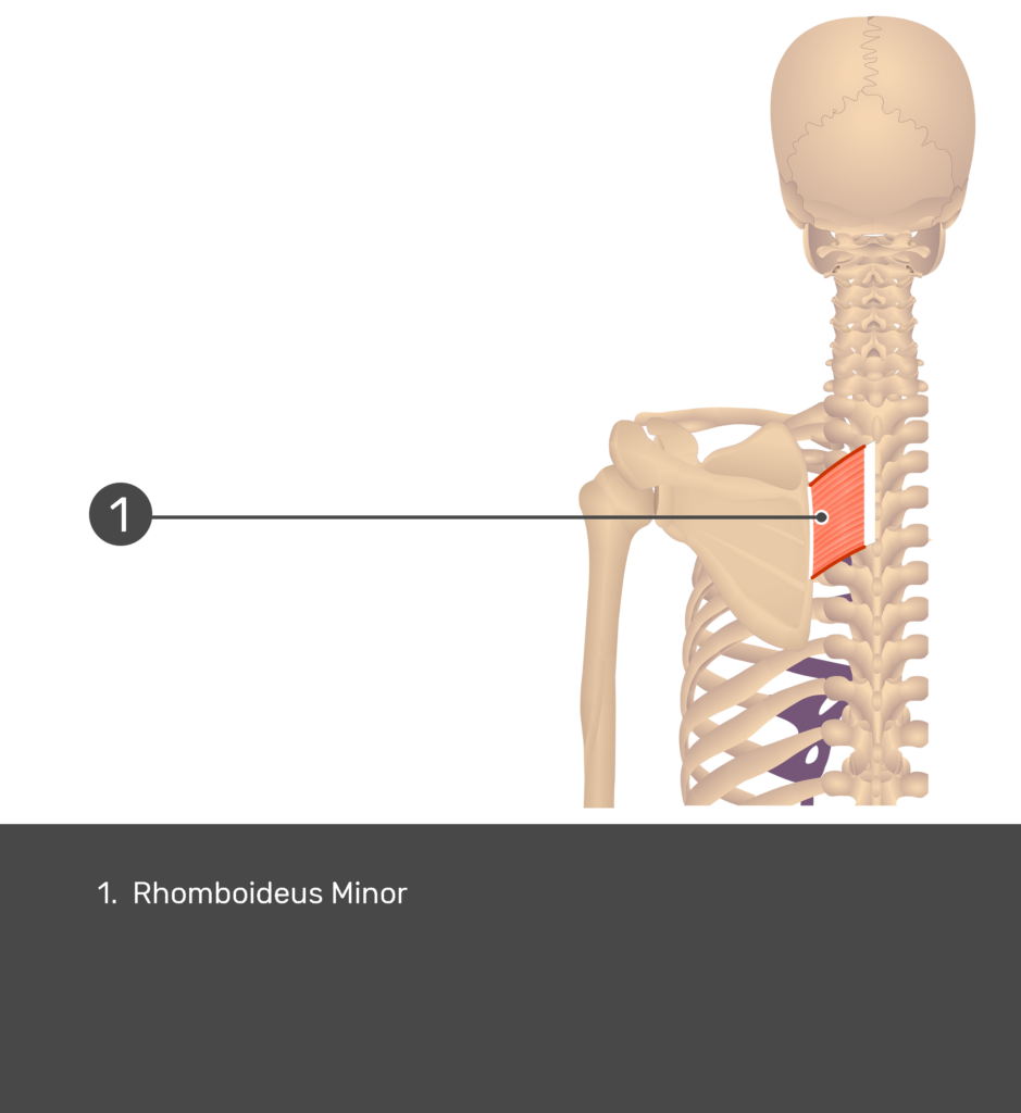 Posterior view labeled: Rhomboid major