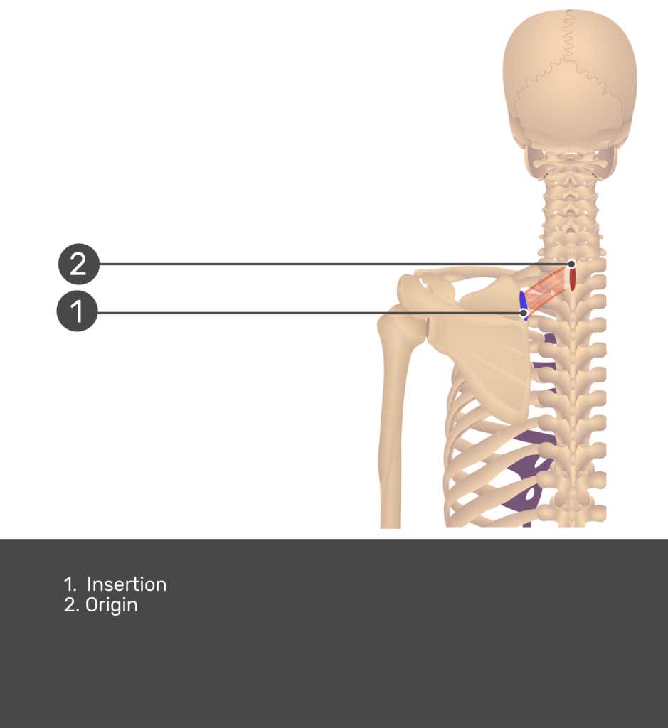 Posterior view labeled: Origin and Insertion