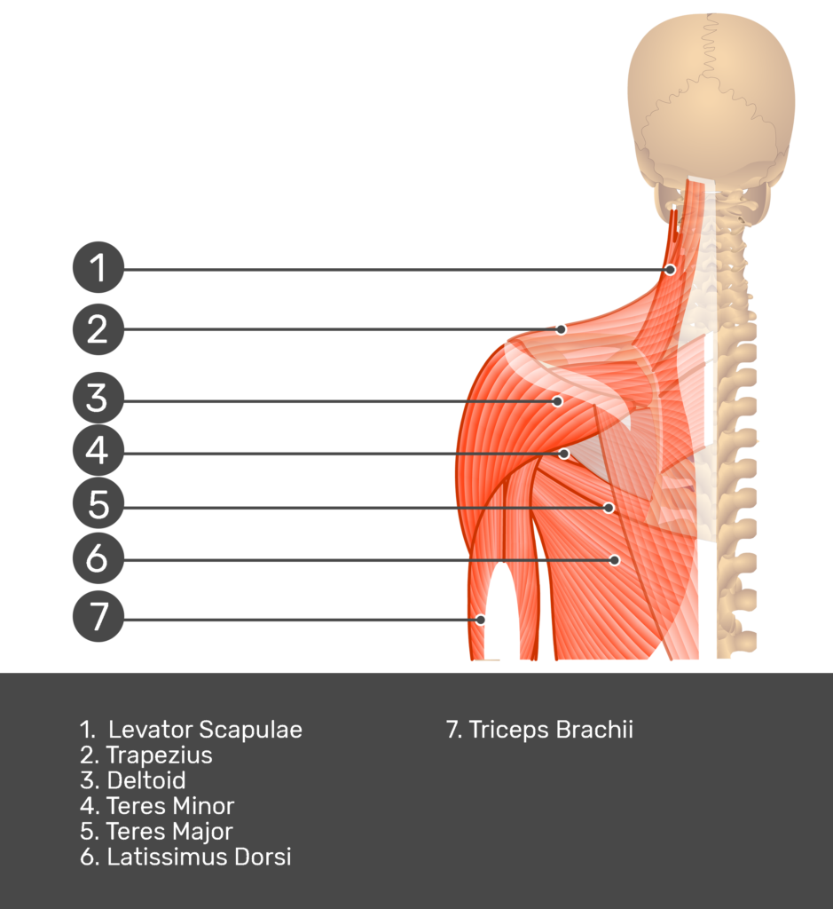 Posterior view labeled: Levator scapulae, trapezius, deltoid, teres minor and major, latissimus dorsi, triceps brachii
