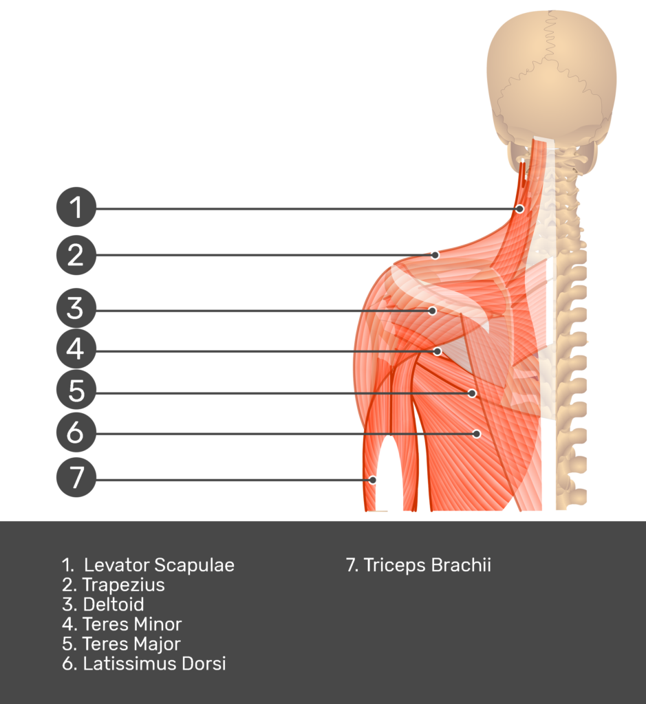 Posterior view labeled: Levator scapulae, trapezius, deltoid, teres minor and major, latissimus dorsi, triceps brachii