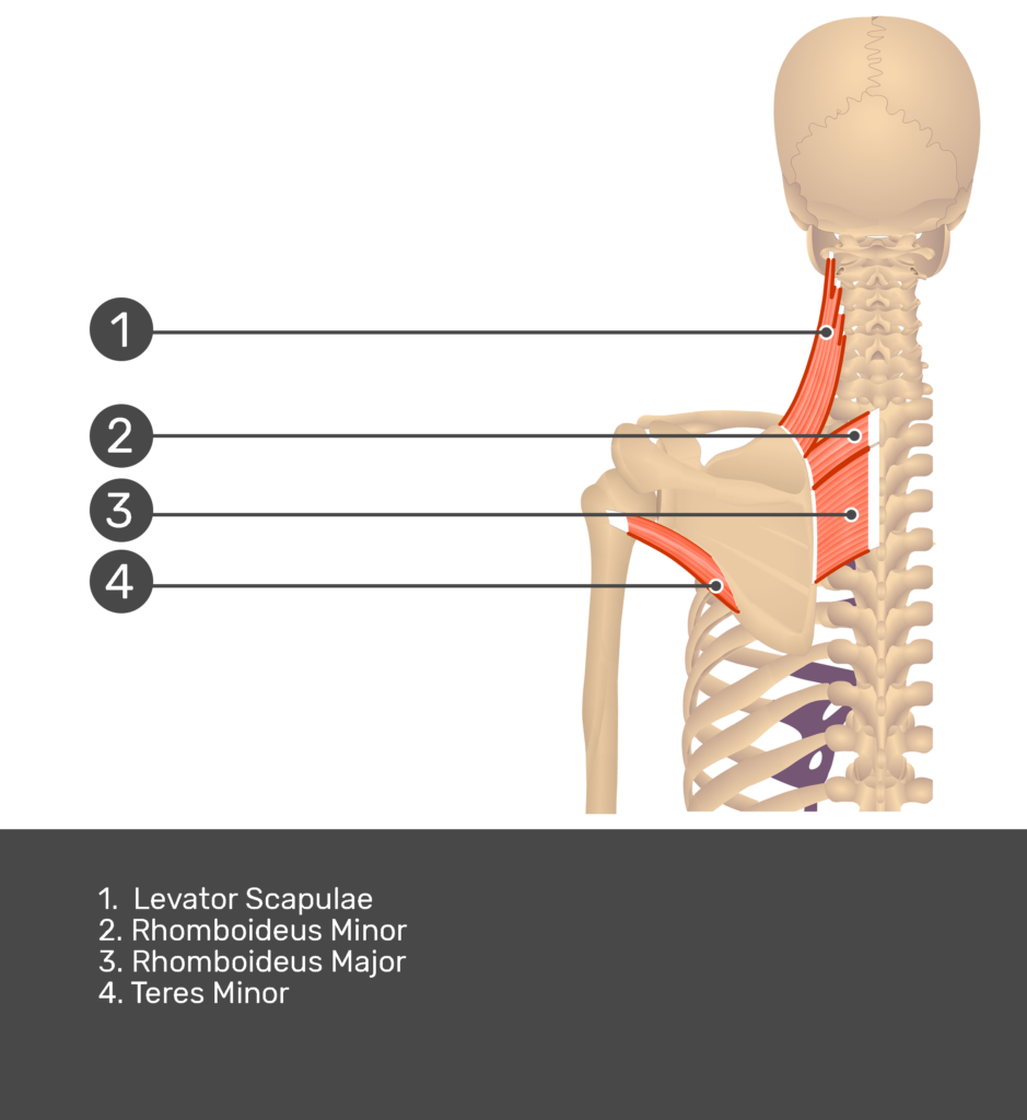Posterior view labeled: Rhomboid major and minor, levator scapulae, teres minor
