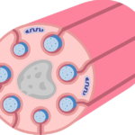 An image showing schwann cell containing several small-diameter axons