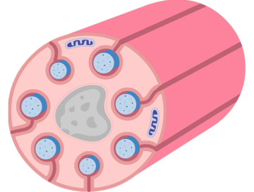 An image showing schwann cell containing several small-diameter axons