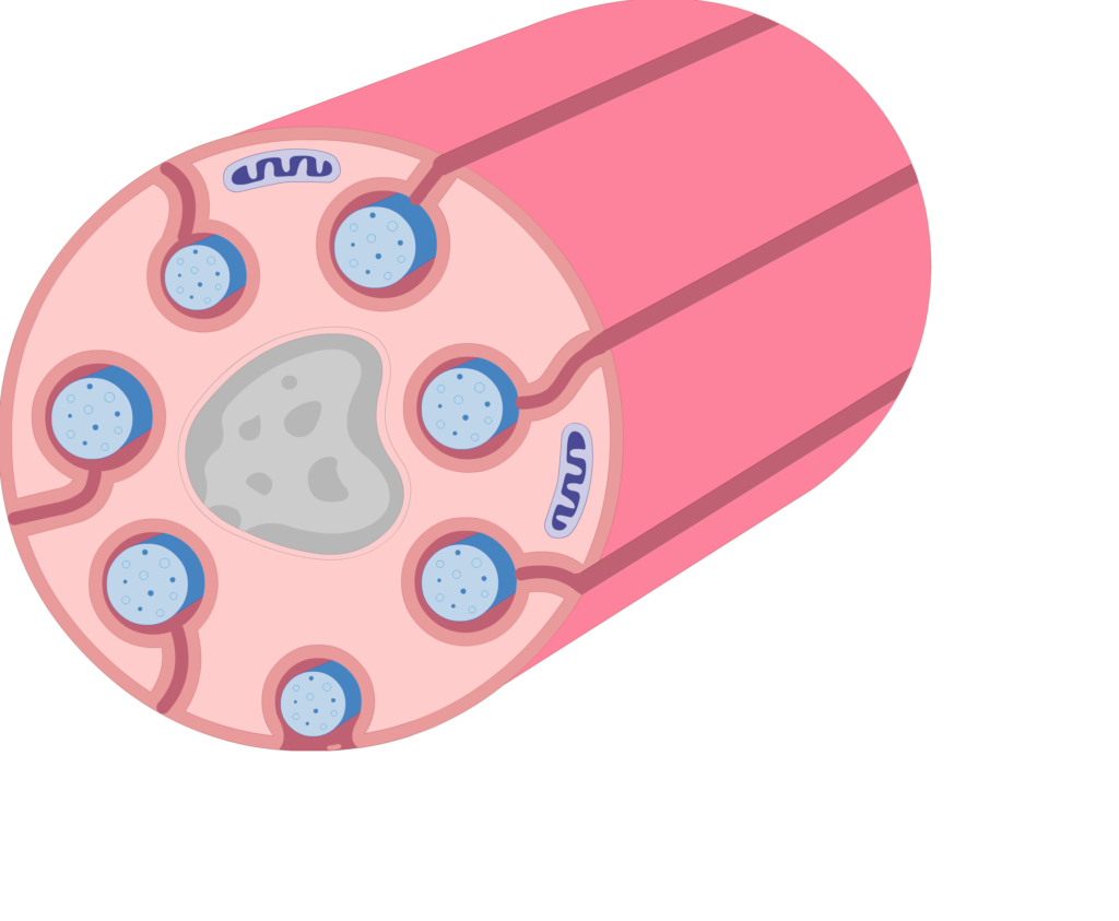 An image showing schwann cell containing several small-diameter axons while Invagination