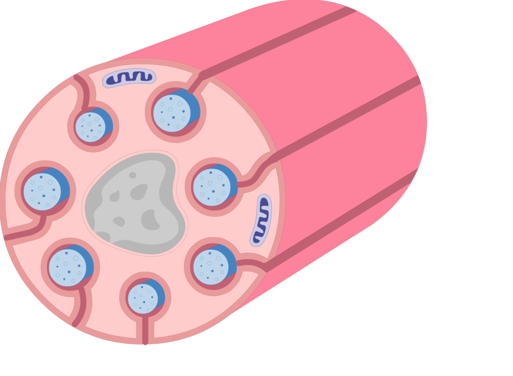 An image showing schwann cell containing several small-diameter axons after Invagination