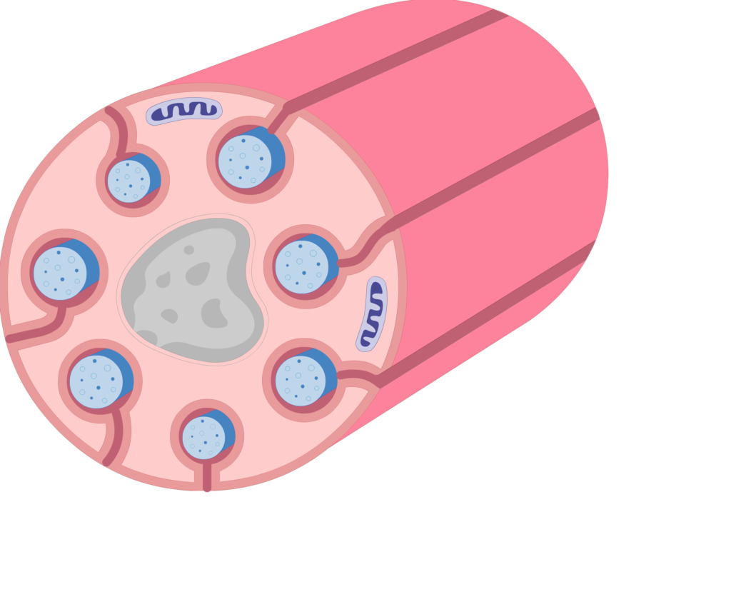 An image showing schwann cell containing several small-diameter axons while Invagination