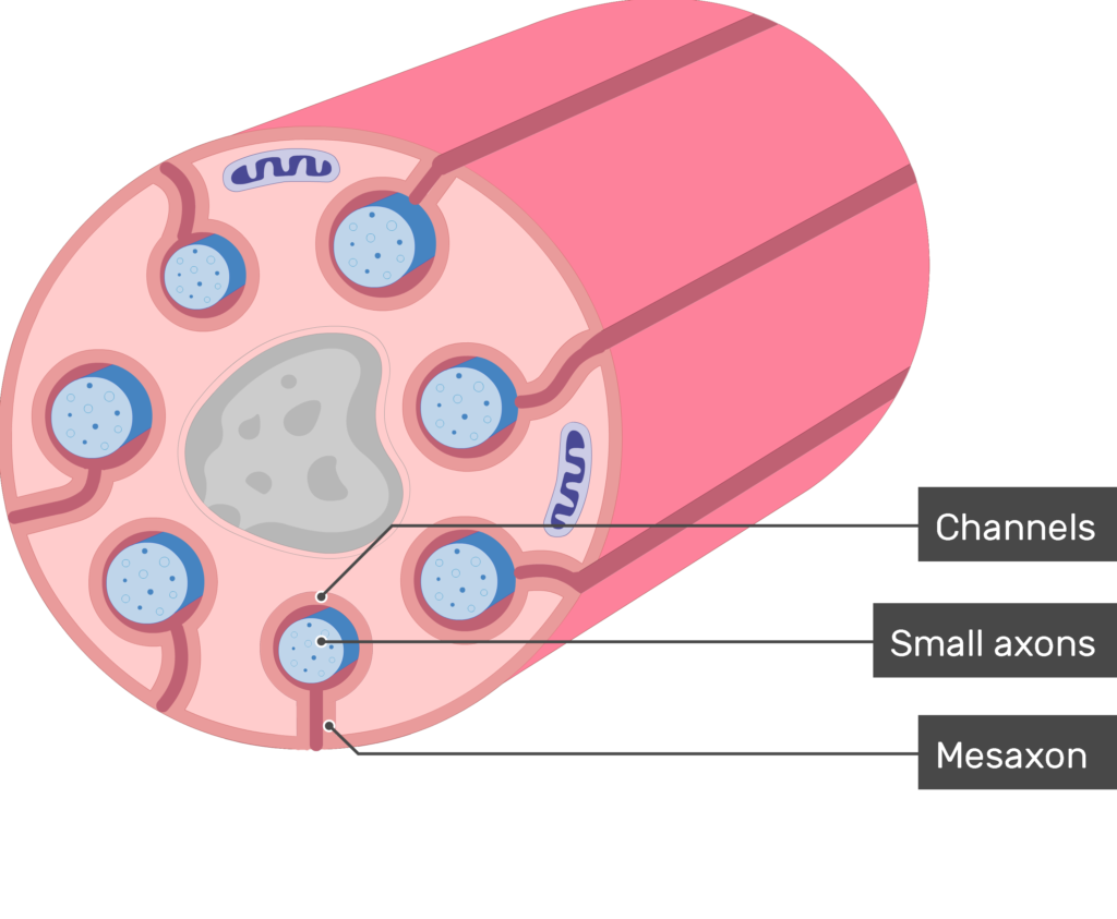 An image showing the ions moving inside and outside schwann cell which contains several small-diameter axons, mesaxons and channels