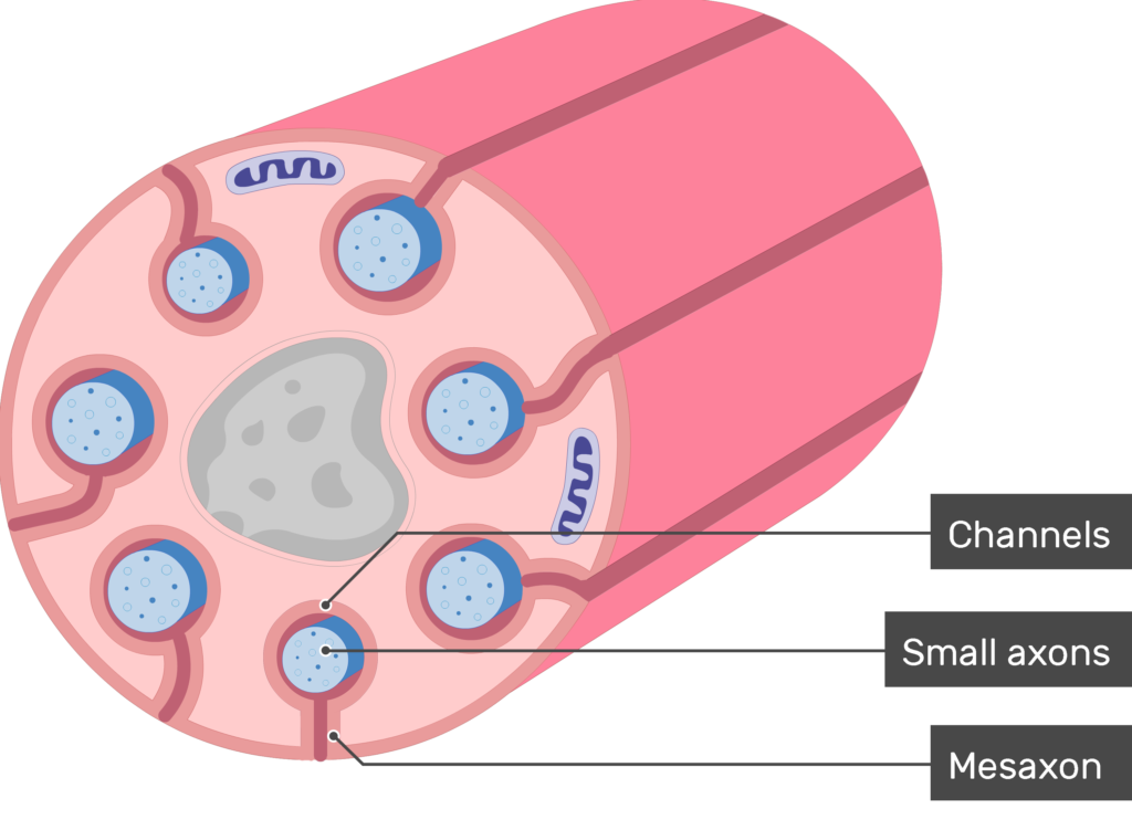 An image showing schwann cell containing several small-diameter axons and labels for channels, small axons and mesaxons