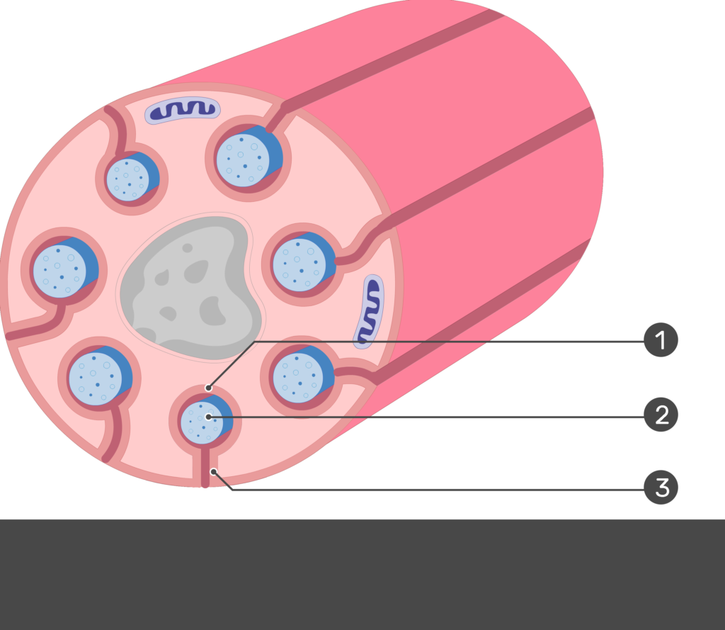 An image showing schwann cell containing several small-diameter axons, channels, mesaxons and small axons are numbered without answers