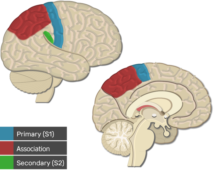 Brain areas somatosensory | GetBodySmart