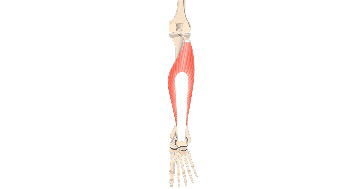 Soleus Muscle - Attachments, Actions & Innervation