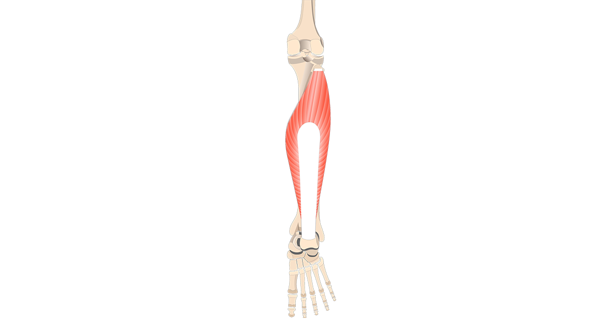 Soleus Muscle Attachments, Actions & Innervation GetBodySmart