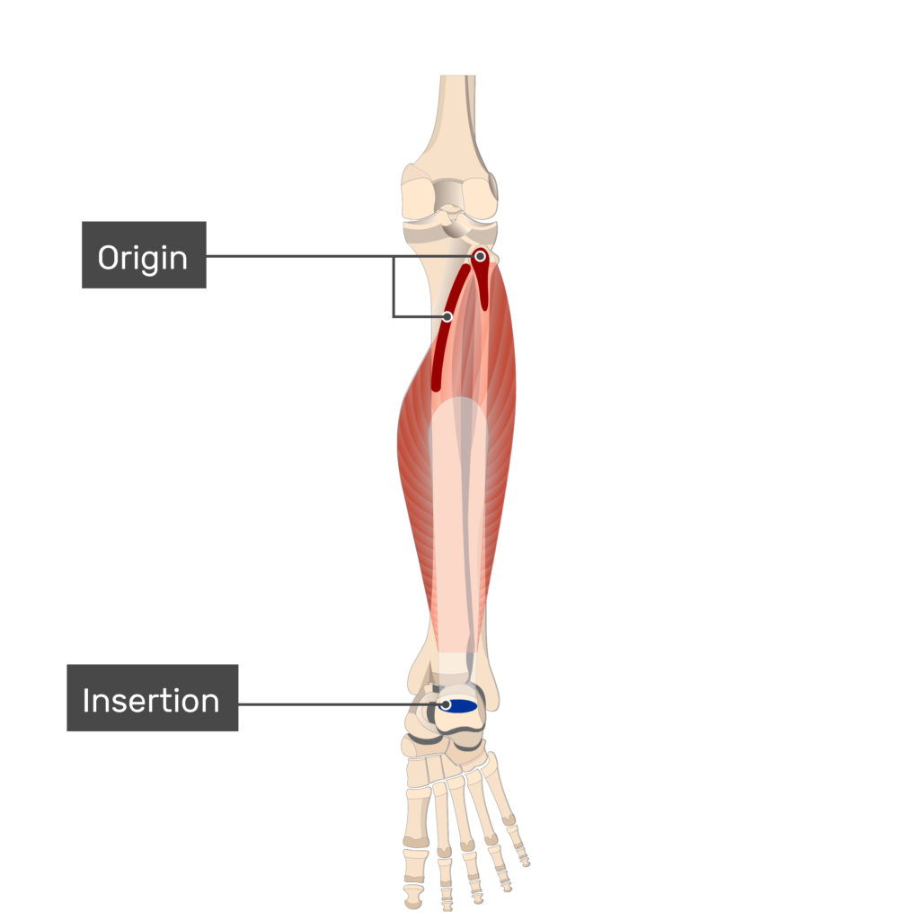 Popliteus origin and insertion