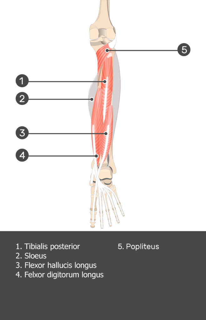 Soleus Muscle - Test yourself 11
