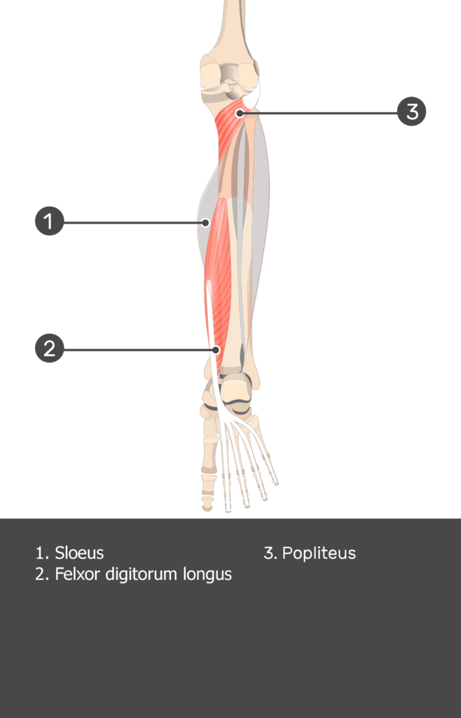 Soleus Muscle - Test yourself 13