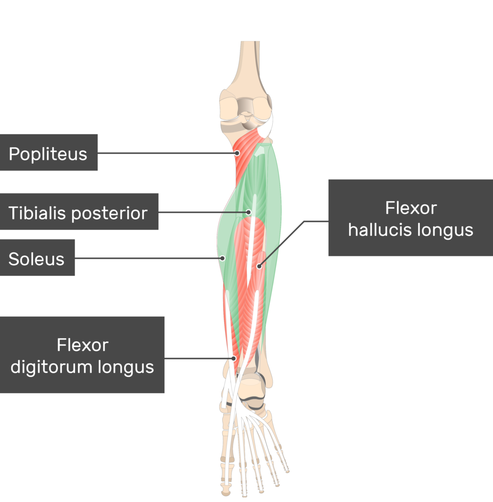 Soleus Origin And Insertion