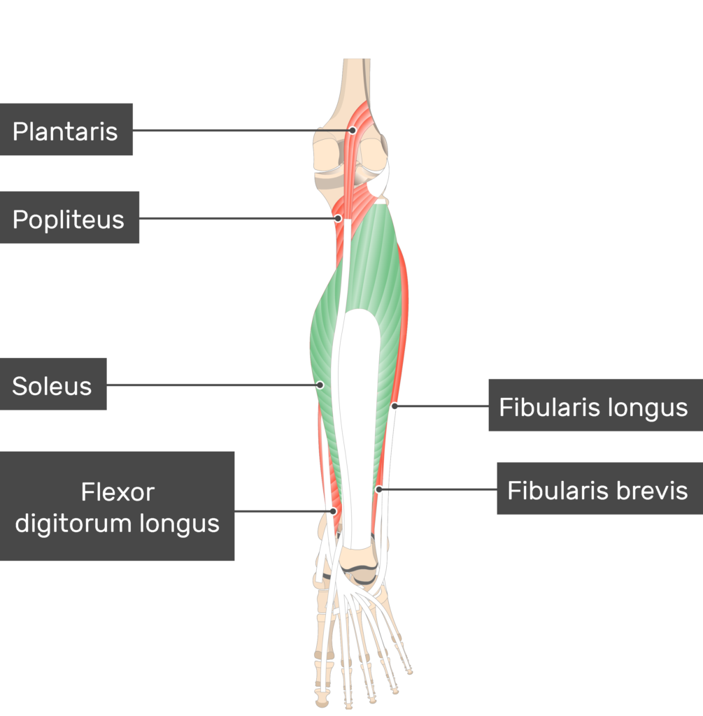 Calf Muscles: Anatomy, Origin, Insertion, Function, Exercises