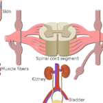 An image showing a spinal cord segment without the pathways