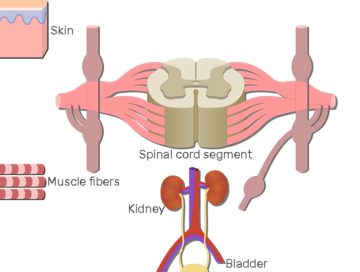 An image showing a spinal cord segment without the pathways