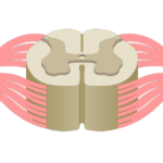 Spinal Cord Segments - Featured