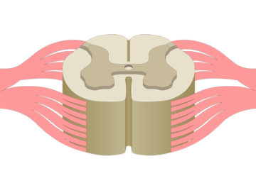 Spinal Cord Segments - Featured