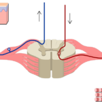 Spinal cord segment cross-sectional image showing without labels