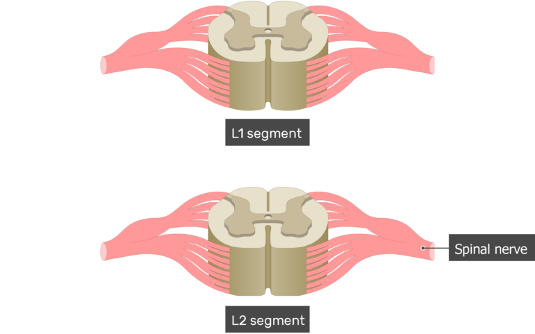 Spinal Cord Segments - Cross-sectional Anatomy