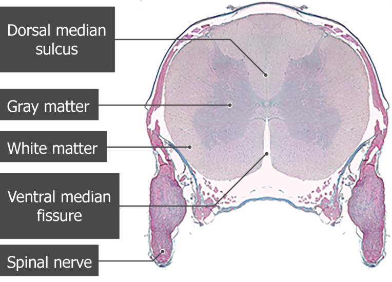 Spinal Cord Segments - Cross-sectional Anatomy