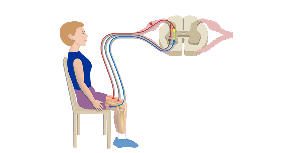 Basal Nuclei (Basal Ganglia)
