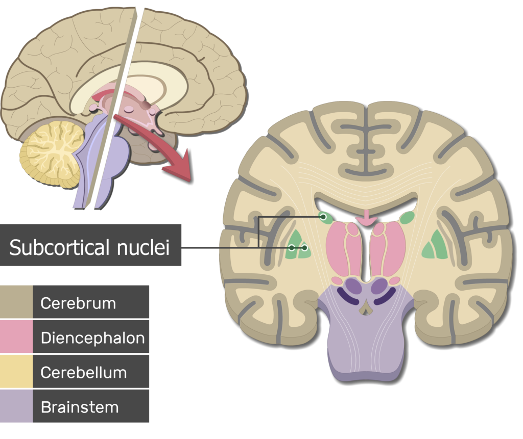 Cerebral Nucleus Cerebral Nucleus