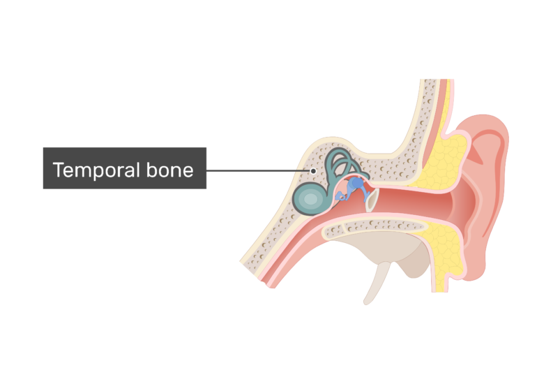 Eustachian Tubes (Auditory Tubes) of the Pharynx
