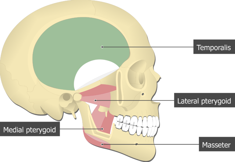 Temporalis Muscle - Attachments, Actions & Innervation