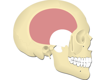 Temporalis Muscle - Featured