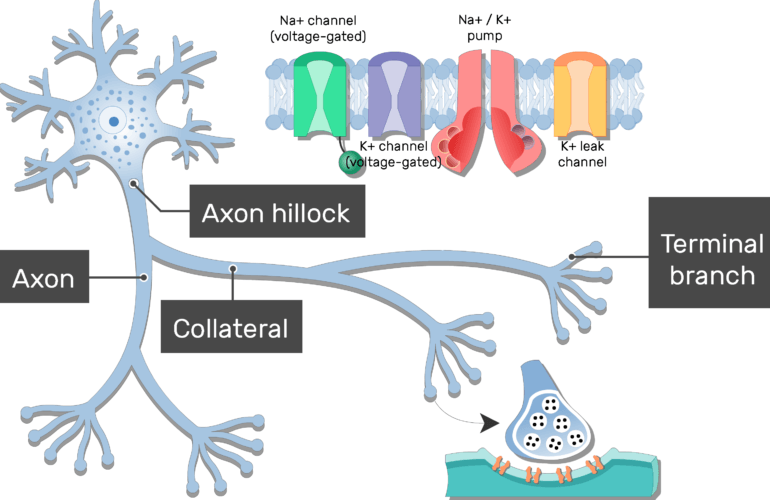 Axon - Structure and Functions