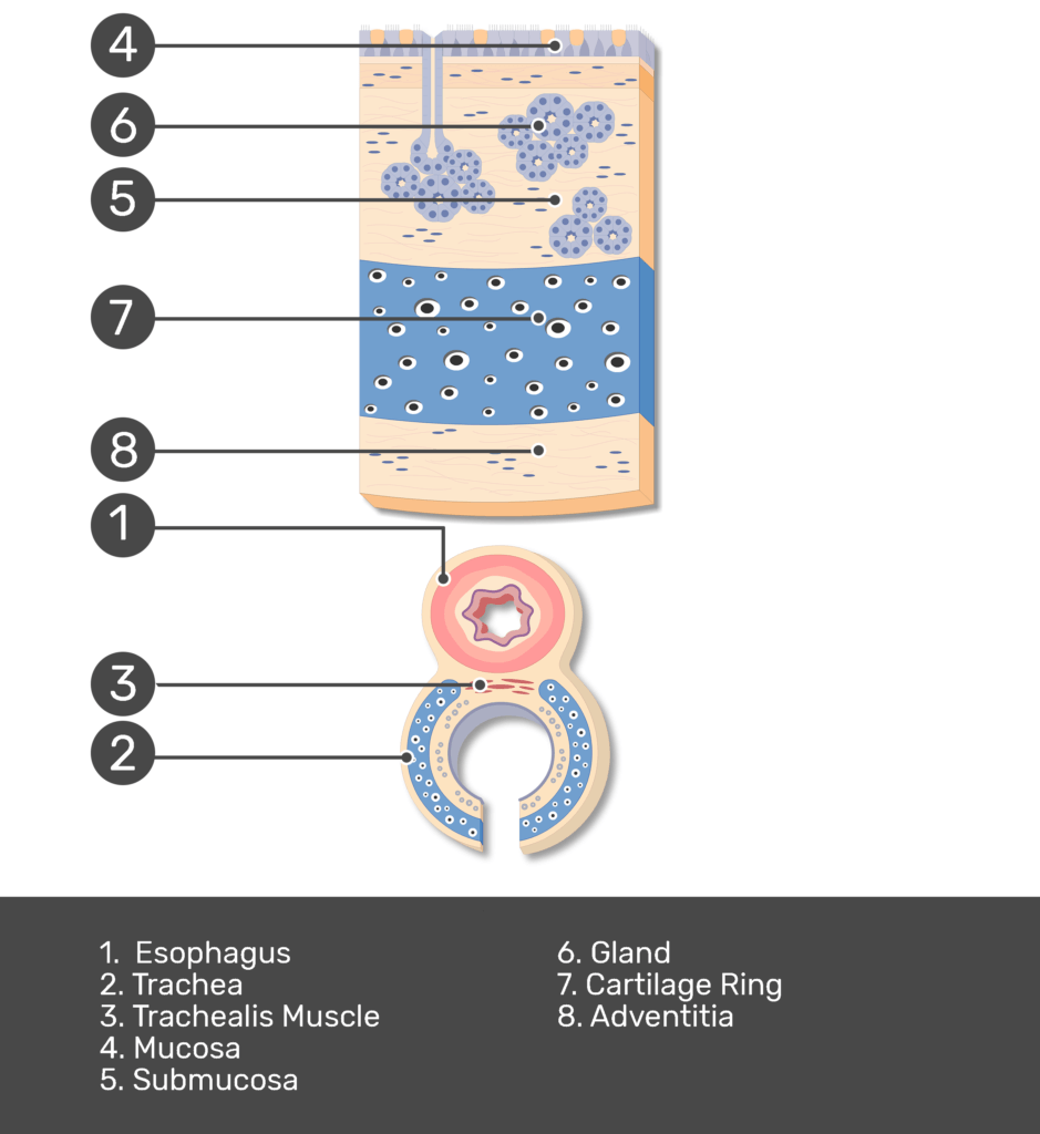 Solved What is the importance of the cartilage rings in the | Chegg.com