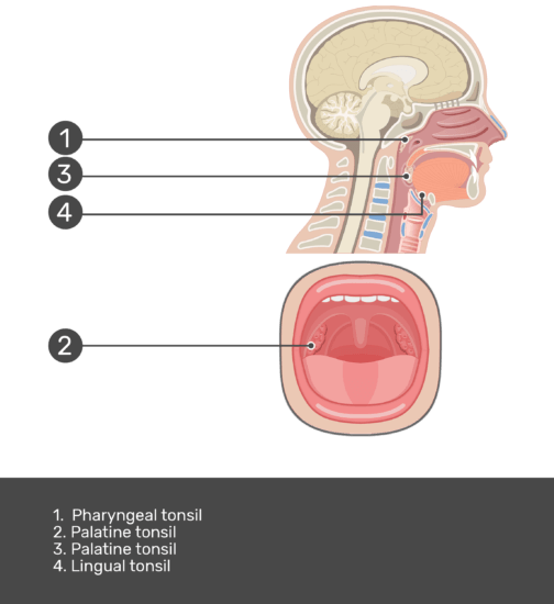 Lingual Tonsil Model